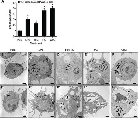 Treatment Of Raw 2647 Cells With Tlr Ligands Increases Phagocytic