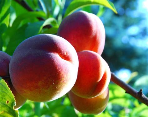 Red Haven Peach Fruit Tree Etsy