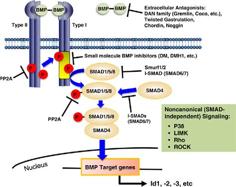 Figure From Emerging Roles Of The Bone Morphogenetic Protein Pathway