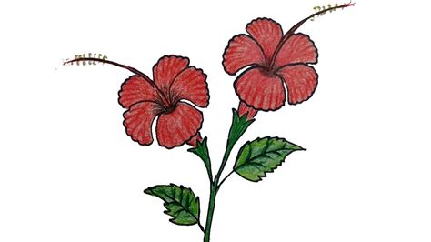 How To Draw A Hibiscus Flower Step By Step China Rose Joba Ful Drawing