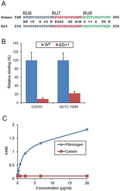 Gbs Binding To Rat Fibrinogen A Alignment Of Srr1 Binding Domain In