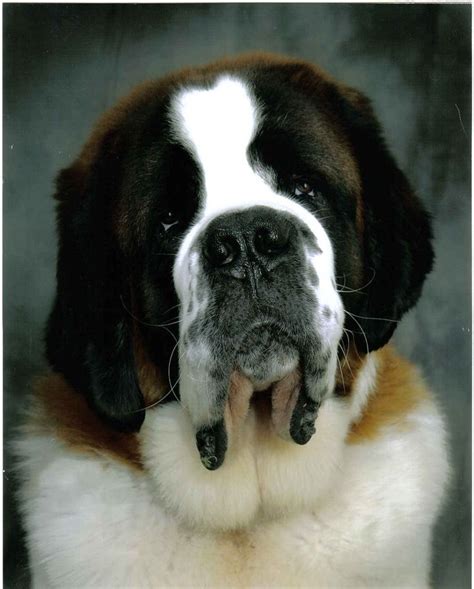 246 Best Images About Stunning St Bernards On Pinterest Pets Short