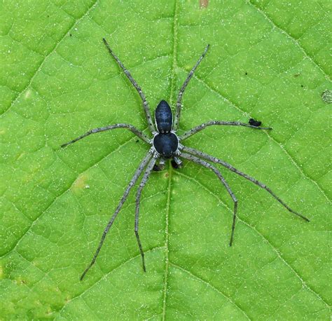 Running Crab Spider