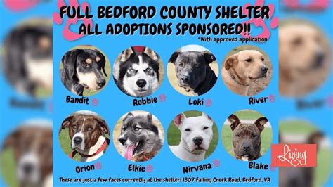 Full Shelter at Bedford Animal Shelter