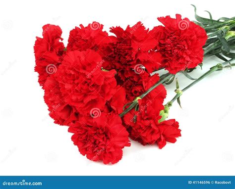 Red carnations bouquet stock photo. Image of carnation - 41146596