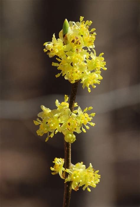 Spicebush (Lindera benzoin) - Great Plains Nursery