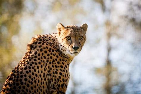 Cheetah Reintroduction In India A Detailed Explanation