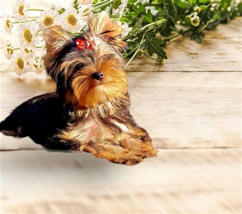 Yorkshire terrier york yorki Ksawerów OLX pl