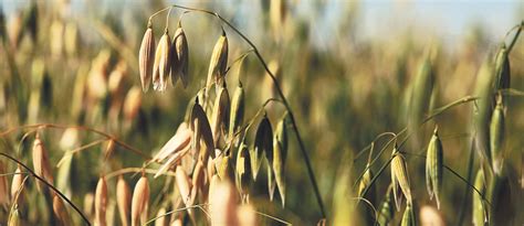 oat futures disconnected  crops cash   western producer