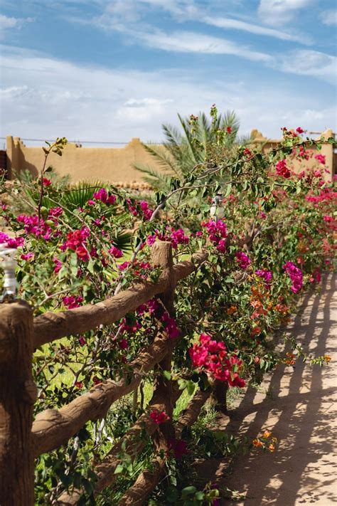 Flowers Morocco - Two Find a Way