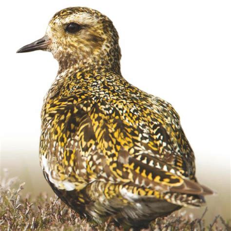 Golden Plover Pluvialis Apricaria