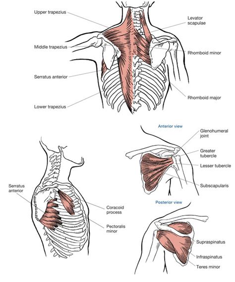 Shoulder Muscles Diagram - Muscles Of The Pectoral Girdle And Upper Limbs Anatomy And Physiology ...