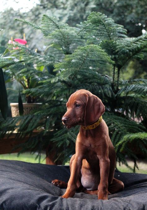 Female Vizsla Puppy 2 Vizsla Vizsla Puppies Puppies
