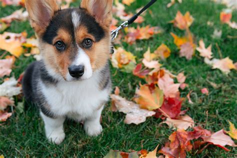 100 Corgi Wallpapers