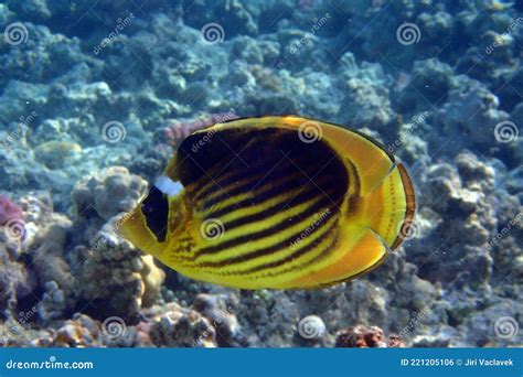 Diagonal Butterflyfish Chaetodon Fasciatus Stockfoto Bild Von