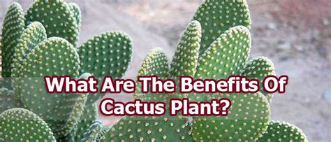 The Most Beautiful Health Benefits Of Cactus Plant And Cactus Fruit