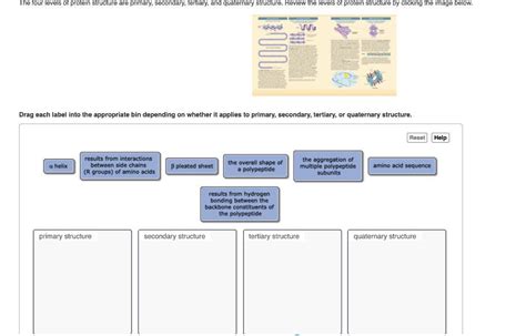 The Four Levels Of Protein Structure Are Primary Secondary Tertiary