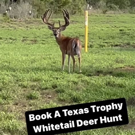 Trophy Whitetail Deer Hunt Theranchcamp Ka Hui Ana