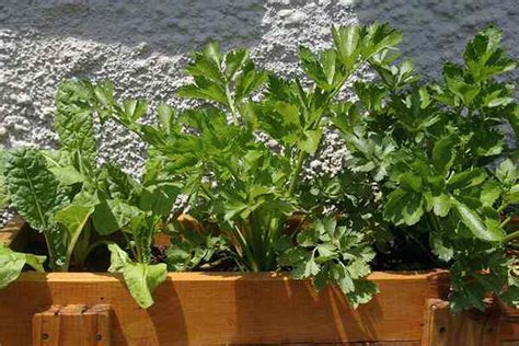 C Mo Cultivar Verduras En Contenedores Goodgardenthing