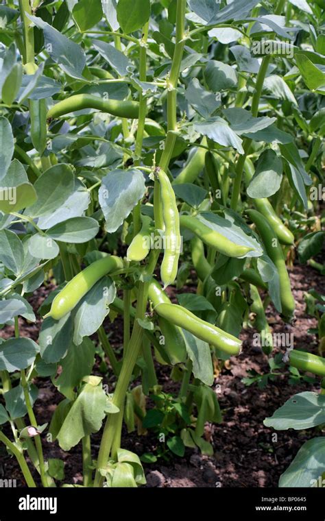 growing broad beans uk high resolution stock photography  images alamy