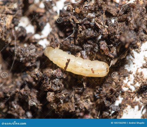 White Fly Larvae In The Soil Macro Stock Photo Image Of Maggot