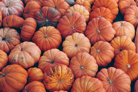 Atelier Citrouille • La Cueillette De Compans Halloween