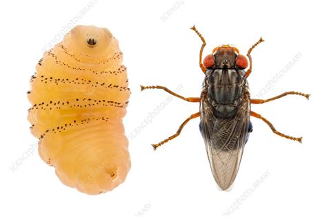 Human Botfly Adult And Larva Stock Image C042 5359 Science Photo