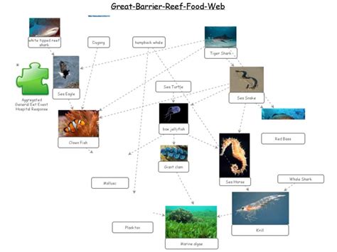 The Internet S Food Web The Great Barrier Reef Food Web – NBKomputer