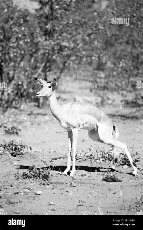 Impala Background Black And White Stock Photos And Images Alamy