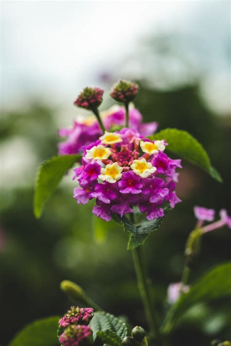 Blooming In July 8 Flowers To Plant For A Stunning Summer Garden