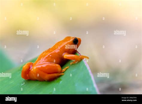 Golden Mantella Mantella Aurantiaca Small Terrestrial Frog Endemic