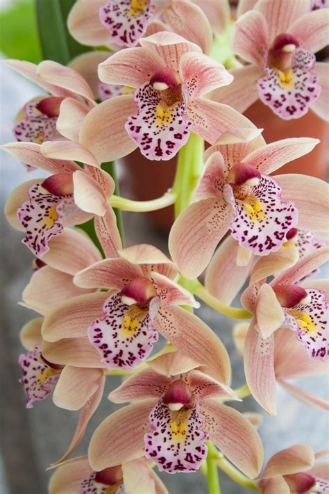 Cymbidium Planter Et Entretenir Ooreka