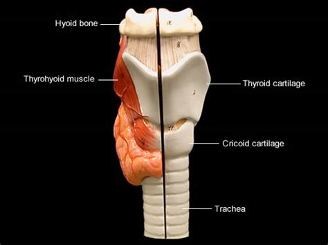 Thyroid Cartilage Model