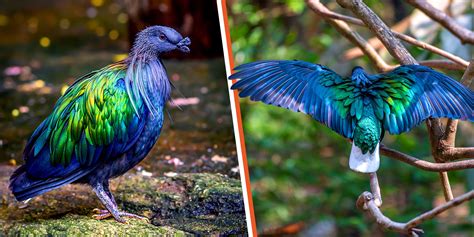 Amazing Nicobar Pigeon Dazzles With Its Charming Rainbow Colors