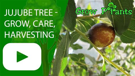 Jujube Tree Grow Care Harvesting And Eat Youtube