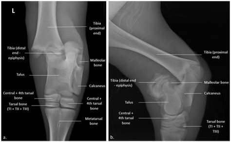 Veterinary Sciences Free Full Text Surgical Management Of A Salter