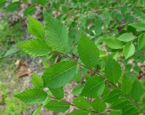 Orme De Sib Rie Ulmus Pumila Caract Ristiques Culture Et Entretien D