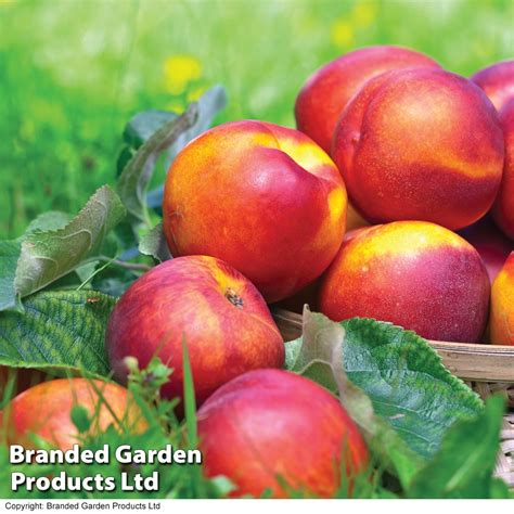 Nectarine 'Fantasia' | Suttons