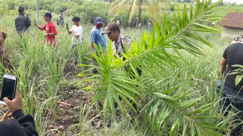 Ptpn Iii Kebun Bangun Diminta Hentikan Aktivitas Di Lahan Yang