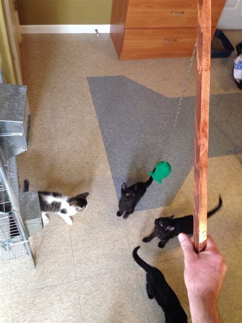 Cat Fishing Pole By Hortoncats On Etsy
