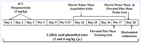 Experimental Protocol And Drugs Treatment Schedule Download