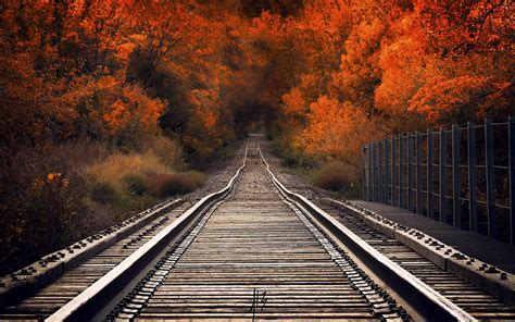 Рельсы в лесу (много фото) - treepics.ru