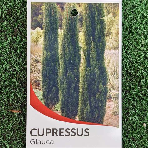 Cupressus Sempervirens Glauca Pencil Pine Mm Garden Centre