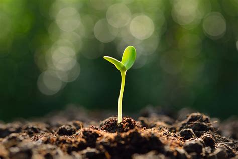 How To Plant Germinated Seeds In Soil Storables