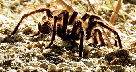 Tarantula Mating Season Anza Borrego Desert Research Center