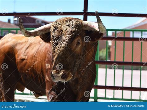 A Powerful Bull with Big Horns Stock Image - Image of risk, pain: 175536805