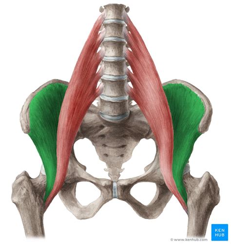 Músculo iliopsoas Anatomia componentes e função Kenhub