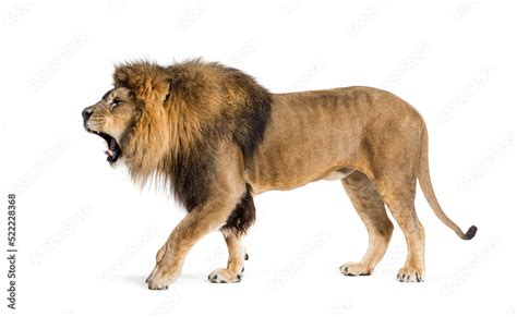 Walking Lion, roaring and showing his fangs aggressively Stock Photo ...