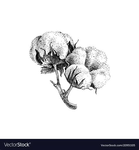 Hand Drawn Cotton Plant Royalty Free Vector Image