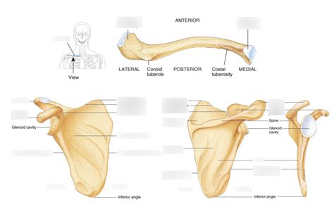 Unit 4 Clavicle And Scapula Diagram Quizlet